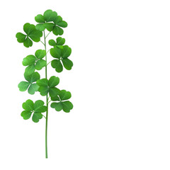 Botanical growth of a four-leaf clover isolated nature background plant photography green environment close-up shot luck concept
