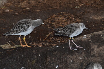 Obraz premium These birds are ruffs. They are zoo animals.