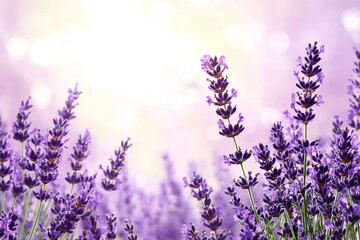 Obraz premium Purple lavender flowers on sunny beautiful nature spring background. Summer scene with fresh lavandula flower of lilac color. Blooming lavender field. Horizontal spring banner. Copy space for text
