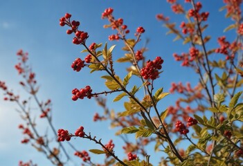 A lone stem of a wild red berry bush against a clear blue sky , wild red berries, foliage