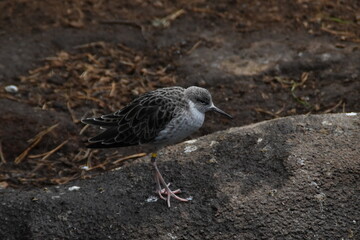 This ruff is in a zoo in late autumn day. 
