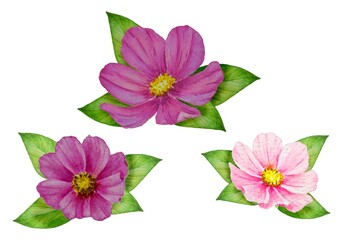 Watercolor illustration set of three flowers with pink petals and green leaves white background.