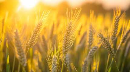 Golden wheat field at sunset, sunlit stalks.