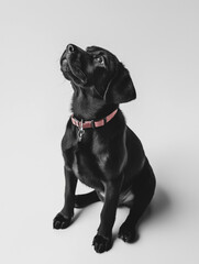 Black Labrador Retriever