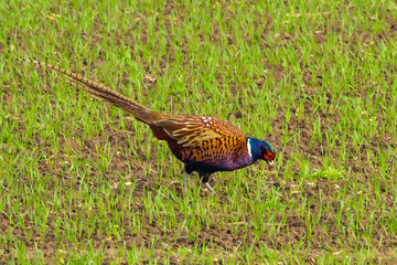 Beautiful pheasant male on green agricultural field