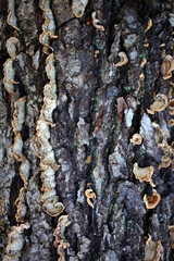 Fungus on decayed log - Forest near Gambaiseuil - Yvelines - France