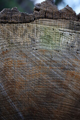 Close-up view of a tree log section showing annual growth rings - Forest near Gambaiseuil -...
