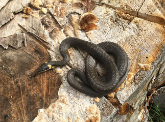a grass snake basking in the sun on a tree stump