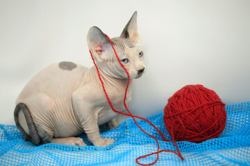 Portrait of cute sphinx cat