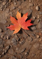 A single red maple leaf on a patch of golden brown soil, fall foliage, warm light, maple leaf
