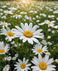 Single daisy amidst a field of pristine white flowers soaking up the summer sun, soft focus, peaceful scene, sunny meadow