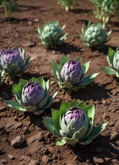 Fototapeta premium Artichoke plants with new growth emerging from the soil , artichoke, plant, artichoke buds