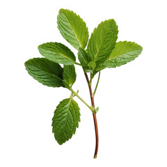 Fototapeta premium Fresh Mint Leaves with Vibrant Green Color