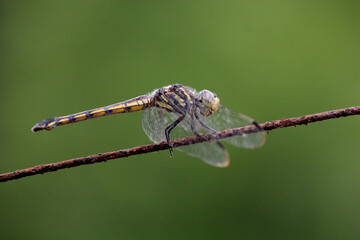 dragonfly on a wire