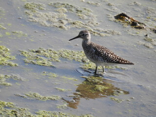 searching for food in a paddy field