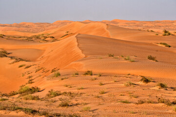 Naklejka premium Sandy desert Wahiba in Oman, Near East