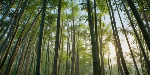 Tall bamboo stalks swaying gently in the breeze, serenity, gentle movement