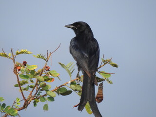 Cute pose of black drongo