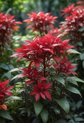 Alternanthera dentata Dentata Ruby in a garden, leafy, greenery, aquatic plants