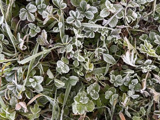 Frost on greenery in winter
