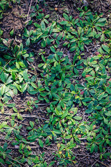 green background with grass from the top