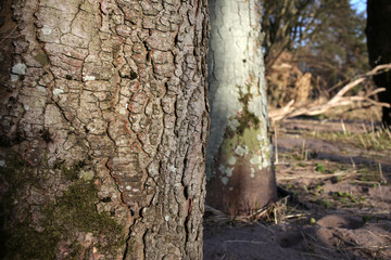 Lichens on tree bark - Forest along the River Dee -Cults - Aberdeen city - Scotland - UK
