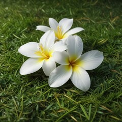 Fototapeta premium Delicate white Frangipani flower lying on a soft grassy surface , petals, white