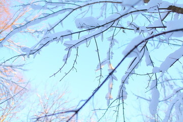 winter forest background