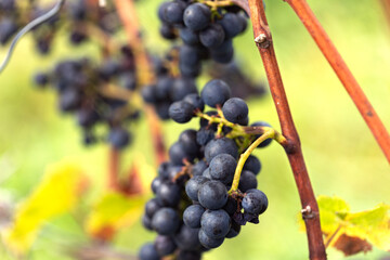 Close shoot of hanging blue grapes. Ripe and ready to harvest. Assmanshausen, Rheingau in Germany. Vineyard, steep slope, wine farmland.