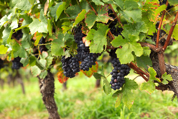 Vines with hanging ripe grapes of the Pinot Noir variety. Assmanshausen, Rheingau in Germany. Vineyard, steep slope, wine farmland.