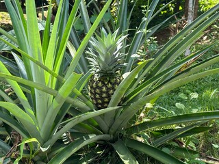 Ananas-Staude