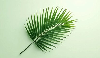 Obraz premium Tropical green palm leaf cut out