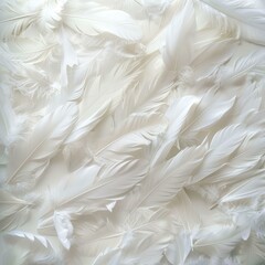 Fototapeta premium Numerous delicate white feathers create a soft, elegant texture, perfect for backgrounds and design projects