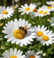 Obraz premium Honeybee collecting pollen from a small white daisy in a sunny meadow, micro landscape view, flower arrangements