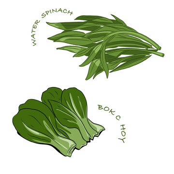 Isolated BOK CHOY and water spinach,vegetables vector hand drawing illustration,Green leaves and whole part of bok choy and water spinach Chinese cabbage.Hight fiber food, hot pot ingredients.