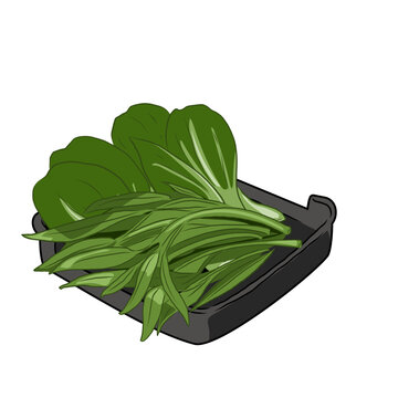 Isolated BOK CHOY and water spinach,vegetables vector hand drawing illustration,Green leaves and whole part of bok choy and water spinach Chinese cabbage.Hight fiber food, hot pot ingredients.