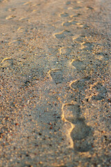 Footprints on the sand near the sea