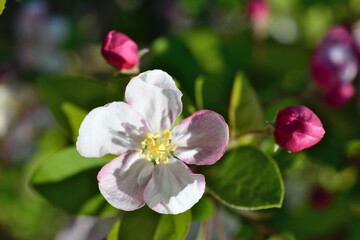 Obraz premium a pink apple tree flower with some buds and green leaves macro top view 