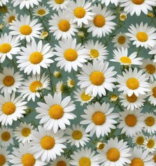 Abstract floral arrangement of chamomile flowers in shades of yellow and white on a light gray-green background, nature photography, botanicals