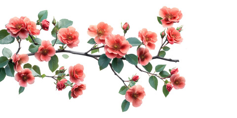 Pink rose branch with leaves and buds isolated on transparent background
