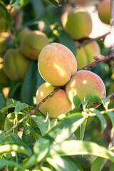 Fruits of peaches on the branches of a fruit tree in the garden.