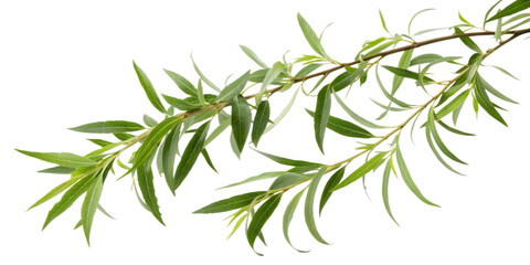 Obraz premium Willow Branch with Delicate Green Leaves, Transparent Background. Perfect for: Spring Festival, Japan, calming themes
