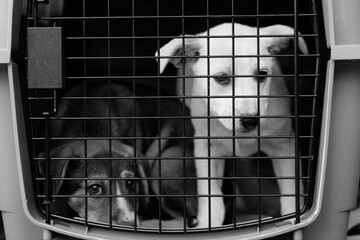Cute puppies in the transporting cage