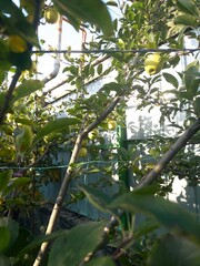 apple tree in the warm sun