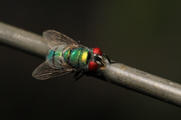 macro photo of housefly facing back	