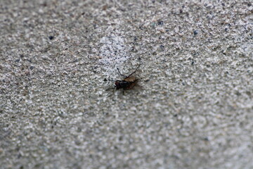 macro photo of housefly facing back	
