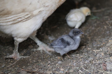natural colourful chicken macro photo	