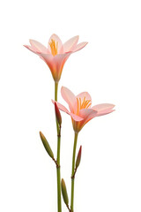 Strelizia and xanadu flowers are showcased on a simple white background evoking natural beauty and serenity in this design concept._00002_