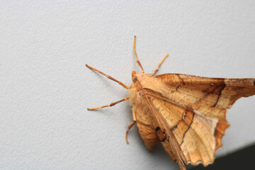 cyclophora moth insect macro photo	