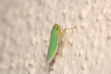natural Passionvine hopper insect macro photo	